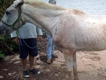Cavalo que sofreu maus-tratos no domingo - Foto: AsCom PMT