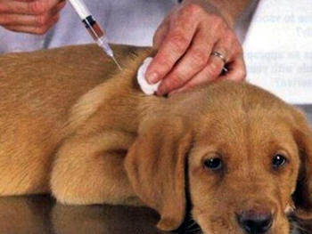Vacinação antirrábica de cães e gatos em Teresópolis - Imagem ilustrativa